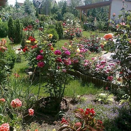 Brigitta Vendeghaz Πανσιόν